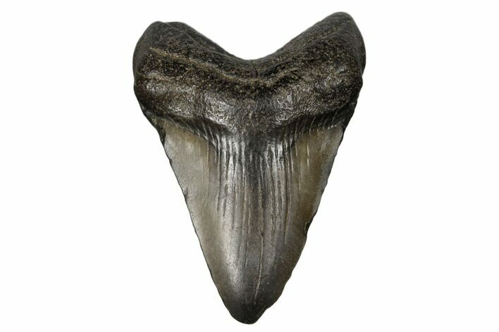 Juvenile Megalodon Tooth - South Carolina #183119